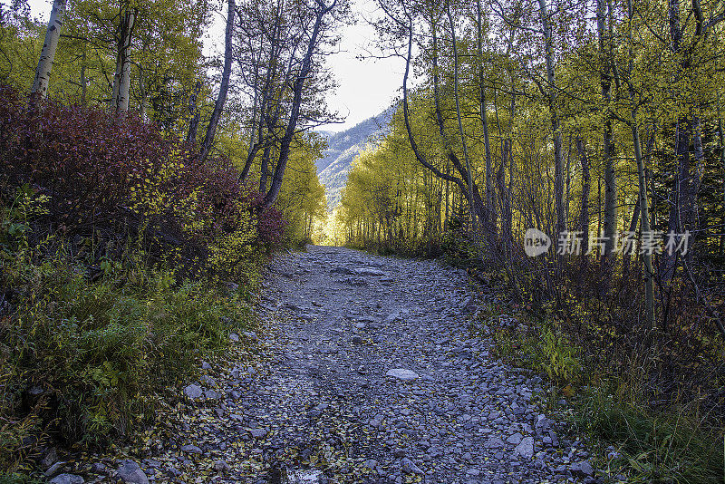 白杨树区4 × 4路穿过白杨树到老磨坊